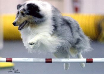 Shamont's Paden Blu CD RN NAJ
Ellis, Owned and Trained by Deborah Miller-Gurchak